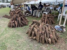 Manioc 1.jpg (14 KB)