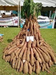 Manioc.jpg (15 KB)