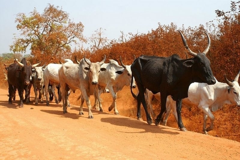 cameroun_-_agropastoral_le_go_1341065470_du-betail_cin073128_cameroon-info-p-net_800xm1x.jpg (83 KB)
